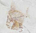 Beautiful Aipichthys Fossil Fish (Part & Counterpart) - Lebanon #24096-3